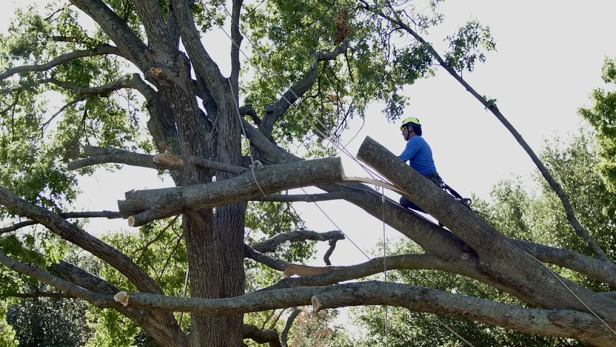 Professional Hazardous Tree Removal performed by certified arborists in Zaleski
