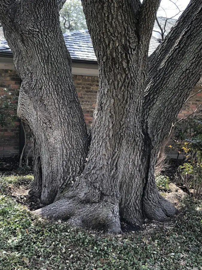 Mature heritage tree close to a Zaleski property cared for by certified arborists